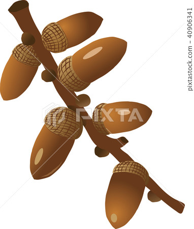 橡子 橡子 40906341