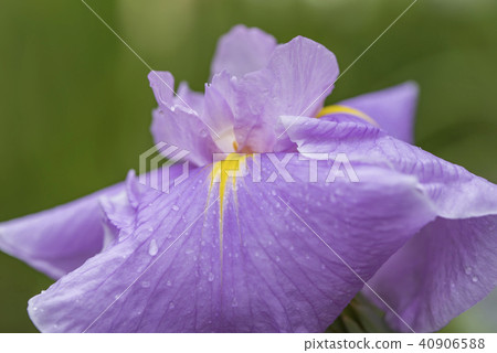 [Flower iris] 40906588