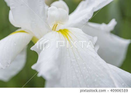 [Flower iris] 40906589