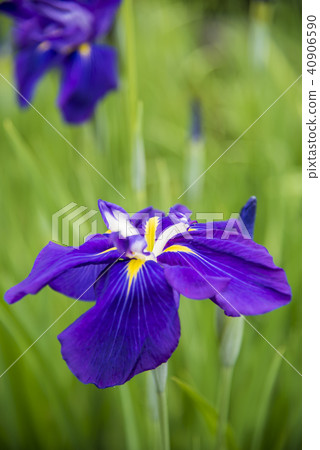 [Flower iris] 40906590