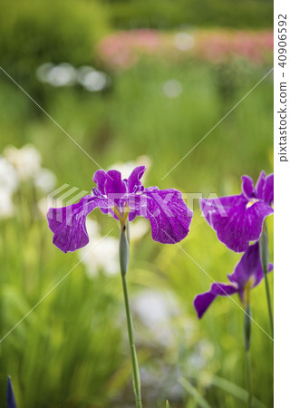 [Flower iris] 40906592