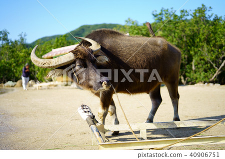 Buffalo of Yuku Island Buffalo of Yuku Island 40906751