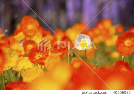 One white poppy 40906983