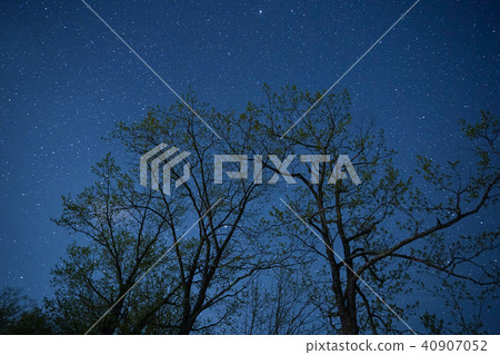 Star of the night sky 40907052