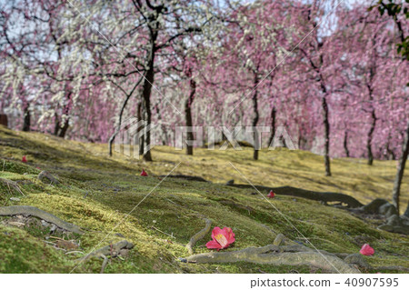 山茶花和李子 山茶花和李子 40907595