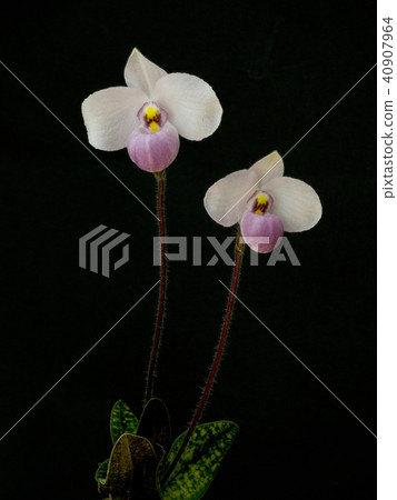 古老蘭花兜蘭delenatii的花 古老蘭花兜蘭delenatii的花 40907964