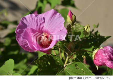 Tenryuji Furong 40907969