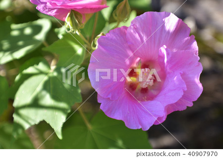 Tenryuji Furong 40907970