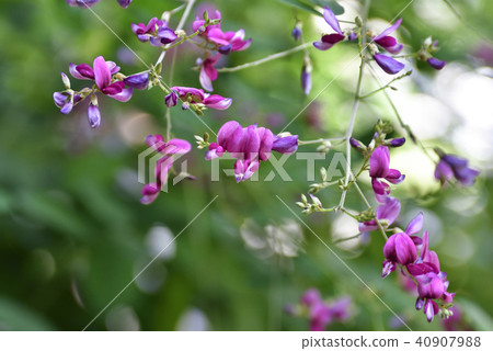 Nagiya Shrine Hagi Nagiya Shrine Hagi 40907988