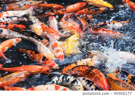 top view of many carp 40908177