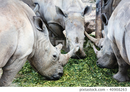 three rhino eating food three rhino eating food 40908263