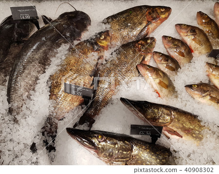 fresh fish in ice fresh fish in ice 40908302