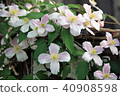 Clematis Montana 40908598
