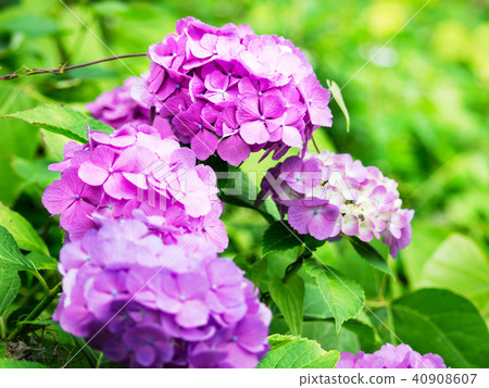 hydrangea hydrangea 40908607