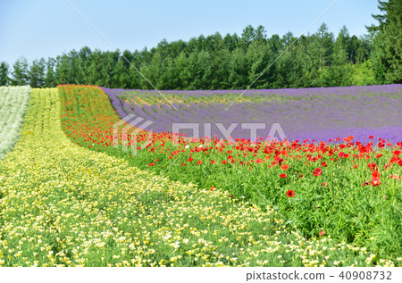 著色的領域 40908732