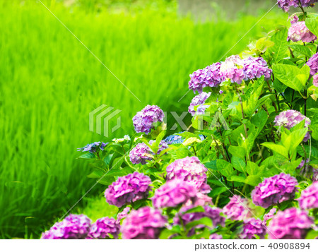 hydrangea hydrangea 40908894