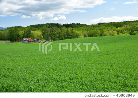 春小麥生長在北海道Atsugibe鎮區區的初夏麥田的射擊的風景 40908949