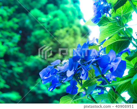 總和繡球 總和繡球 40908951