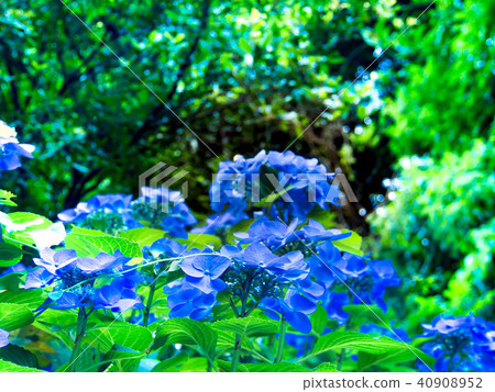 總和繡球 總和繡球 40908952