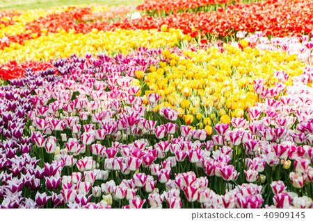 Filed of red yellow tulips 40909145