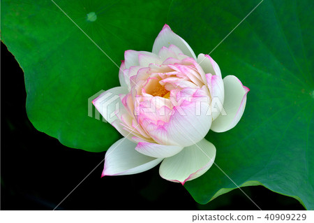 Lotus series 40909229