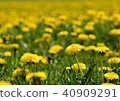 Shukugawa Dandelion Park 40909291