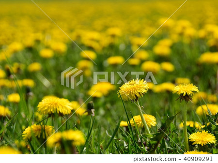Shukugawa Dandelion Park 40909291