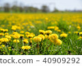 Shukugawa Dandelion Park 40909292