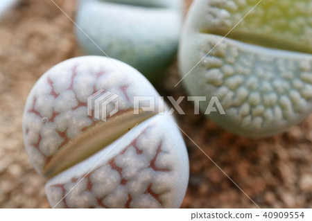 Ritopes Plants mimicking succulent plants 40909554