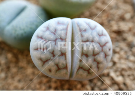 Ritopes植物模仿多汁植物 40909555