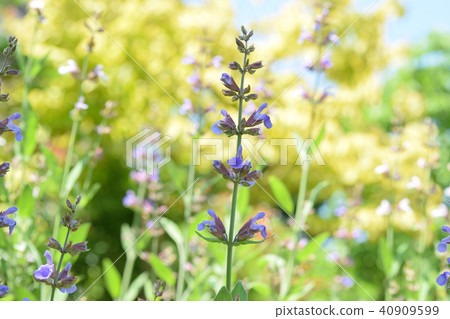 賢者的花園 40909599