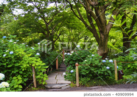 Katsura Bridge of Meitetsuin Katsura Bridge of Meitetsuin 40909994