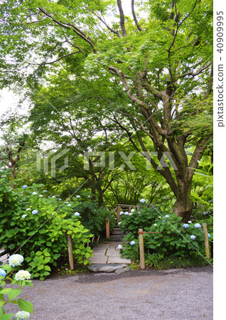 Katsura Bridge and Hydrangea at Meigetsuin Katsura Bridge and Hydrangea at Meigetsuin 40909995