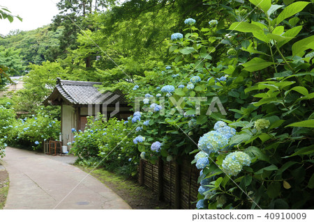 Scenery of a hydrangea temple Scenery of a hydrangea temple 40910009