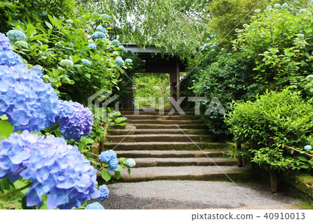 Meiji Temple's hydrangea Meiji Temple's hydrangea 40910013