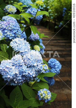 Meiji Temple's hydrangea Meiji Temple's hydrangea 40910016