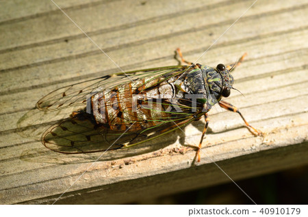 Ezoharzemi Miyakaoka Park Ezoharzemi Miyakaoka Park 40910179