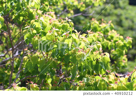 Nanchinhaze的雙葉 Nanchinhaze的雙葉 40910212