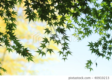 Momiji Blue Momiji Blue 40910213