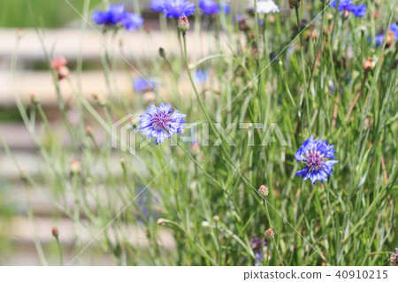 Yagurumagiku花 40910215