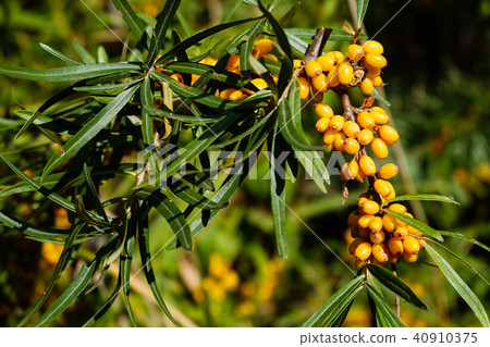 Sea-buckthorn on the tree 40910375