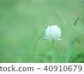 白三葉草 40910679