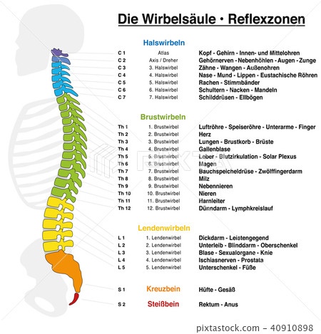 Backbone Reflexology Chart German Names 40910898