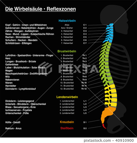 Spine Reflexology Chart German Text 40910900