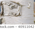 White birch 40911042