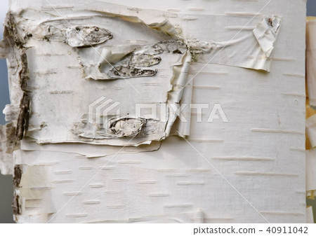White birch 40911042