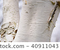 White birch 40911043