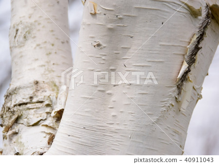 White birch 40911043