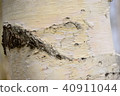 White birch 40911044