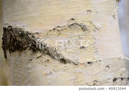 White birch 40911044